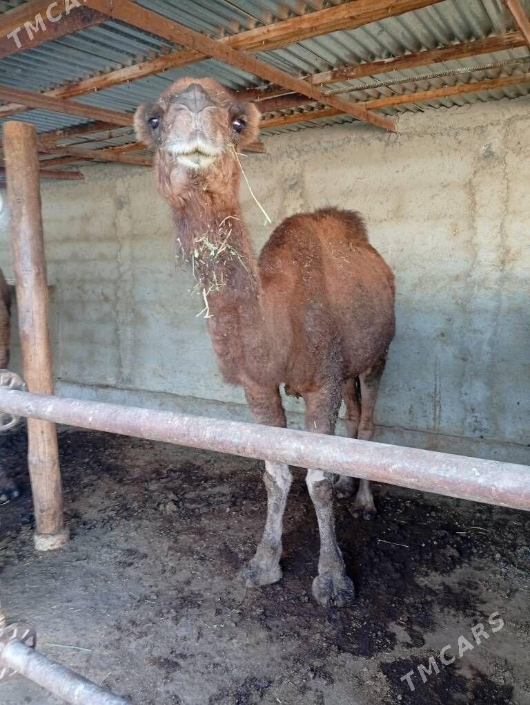 Dūýe - Бахарден - img 3