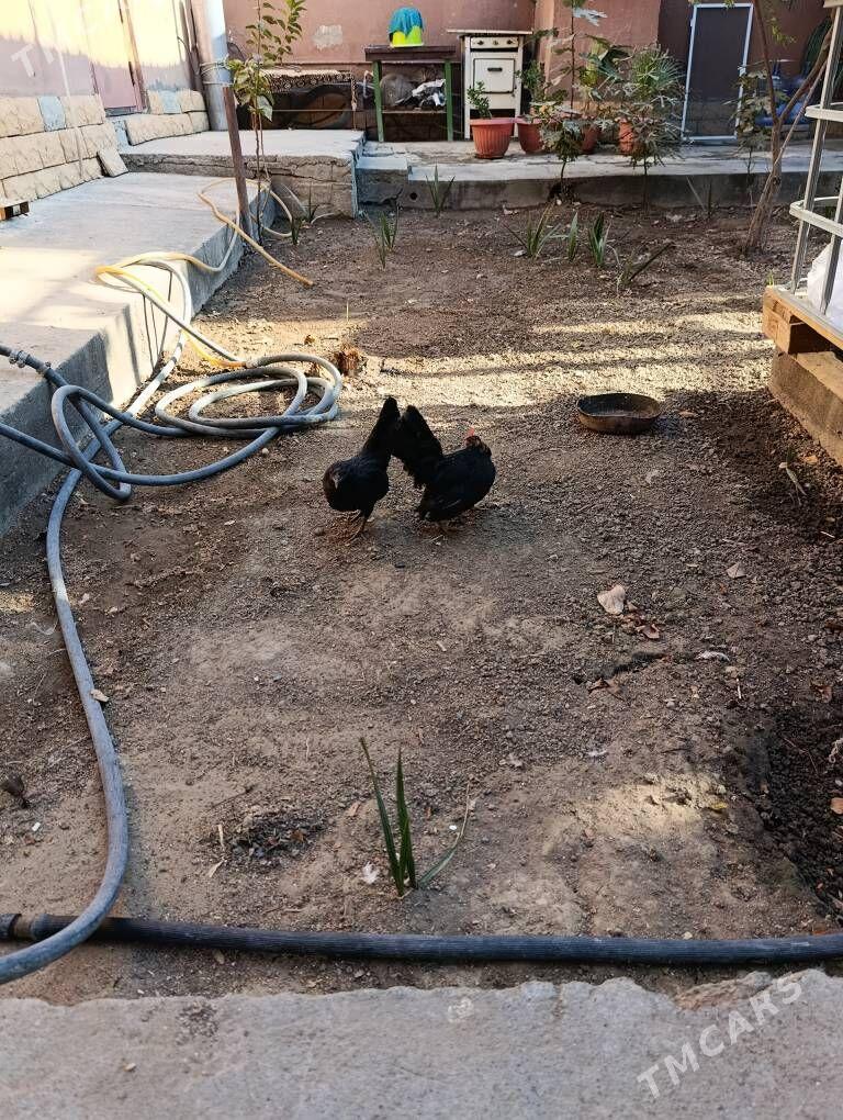 карлик - Ашхабад - img 2