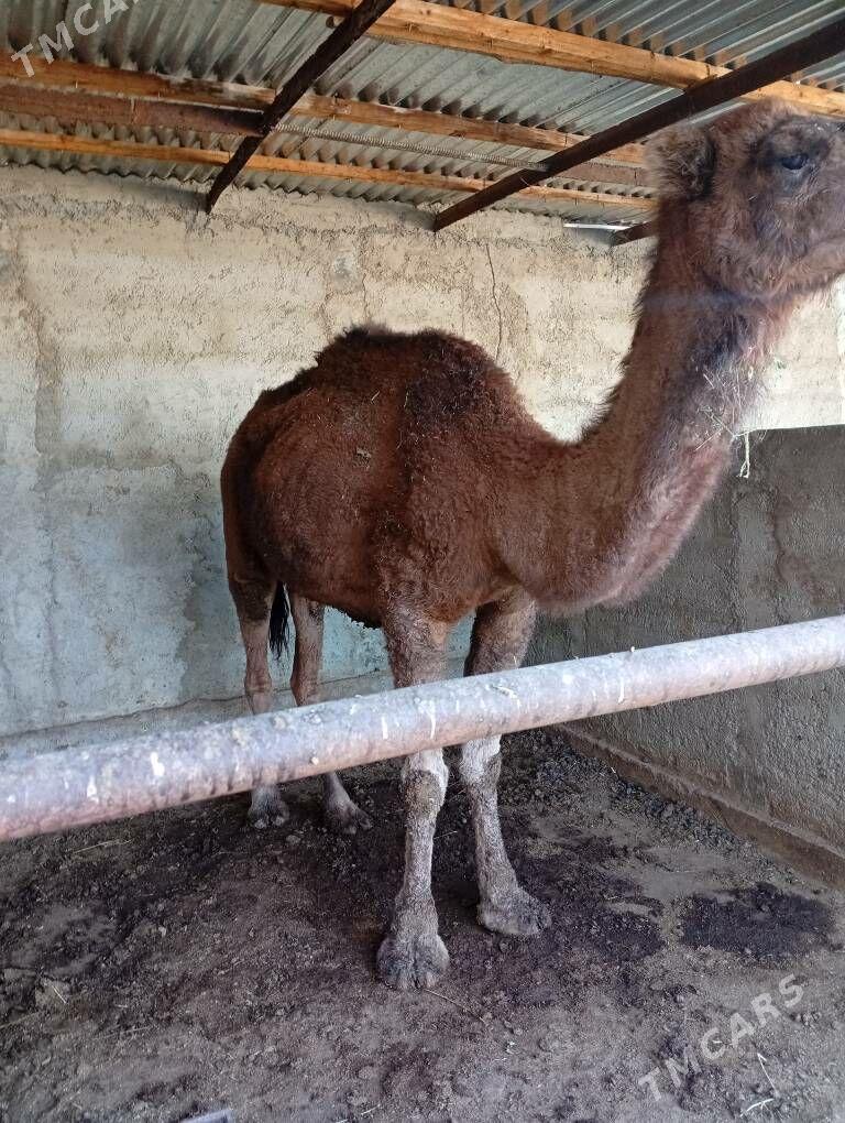 Dūýe - Бахарден - img 2