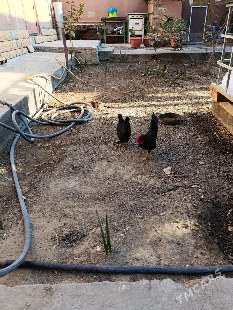 карлик - Ашхабад - img 4