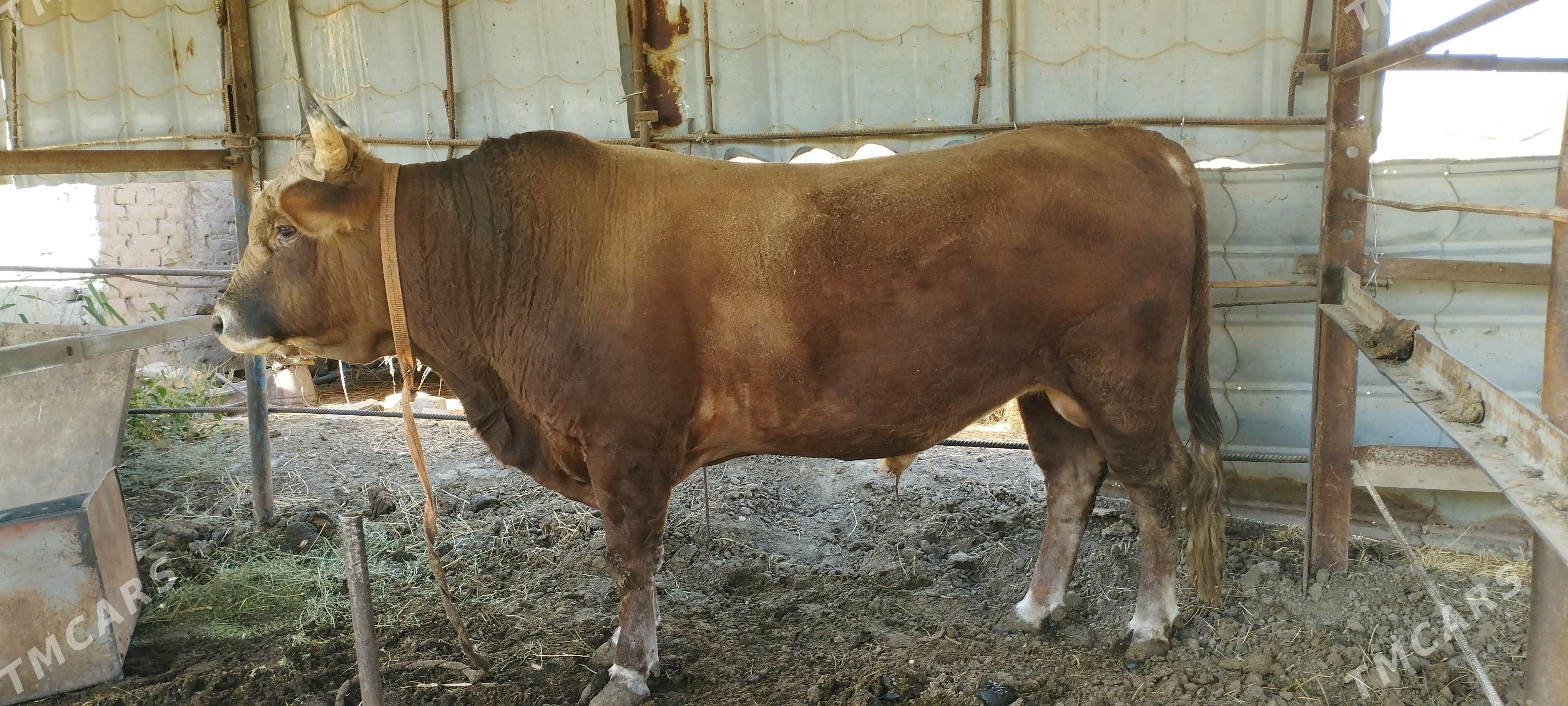 okuz - Мургап - img 2