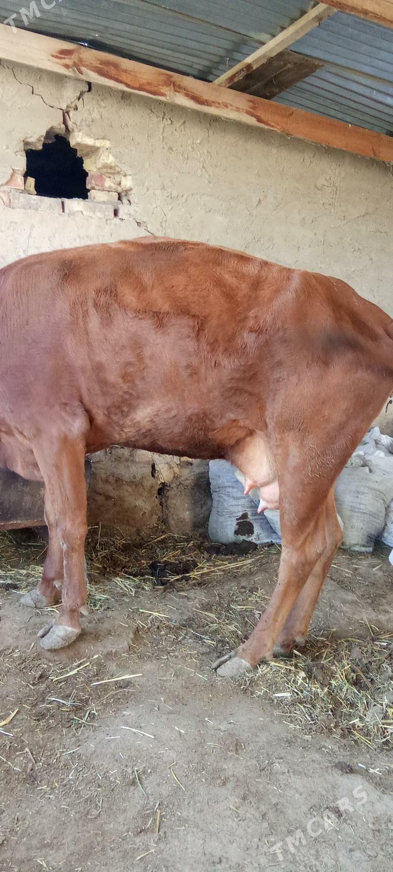 Göleli sygyr - Теджен - img 3