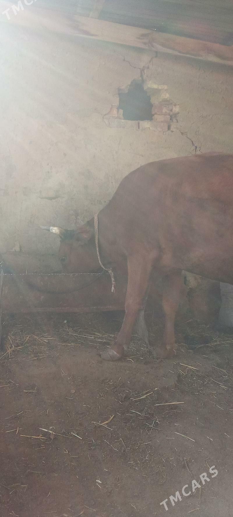 Göleli sygyr - Теджен - img 2