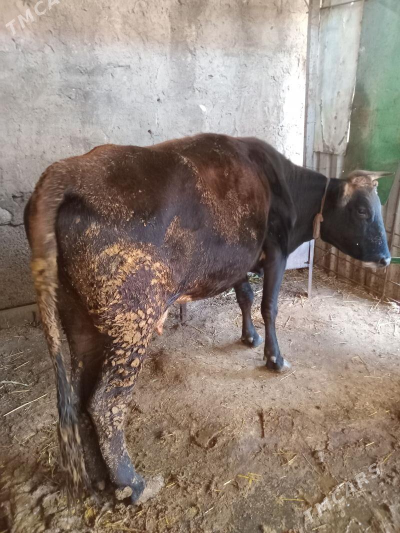 Sygyr - Bedew - img 1