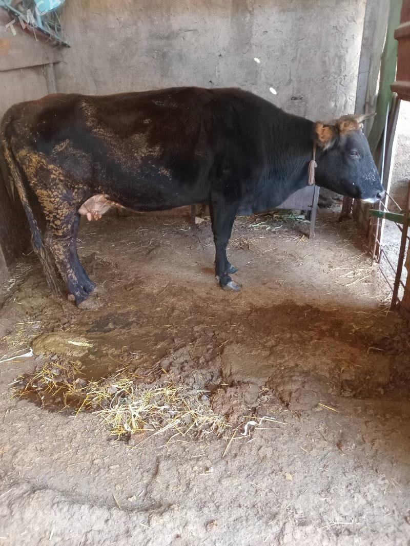 Sygyr - Bedew - img 3