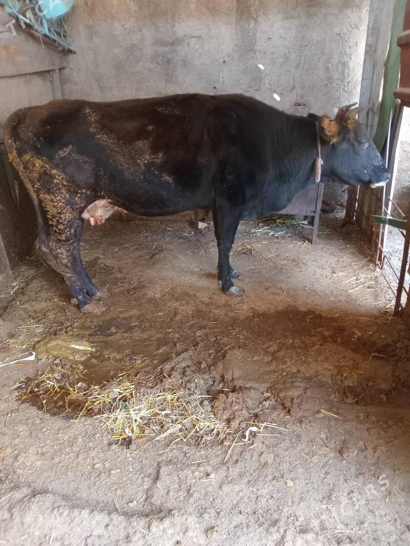 Sygyr - Bedew - img 2