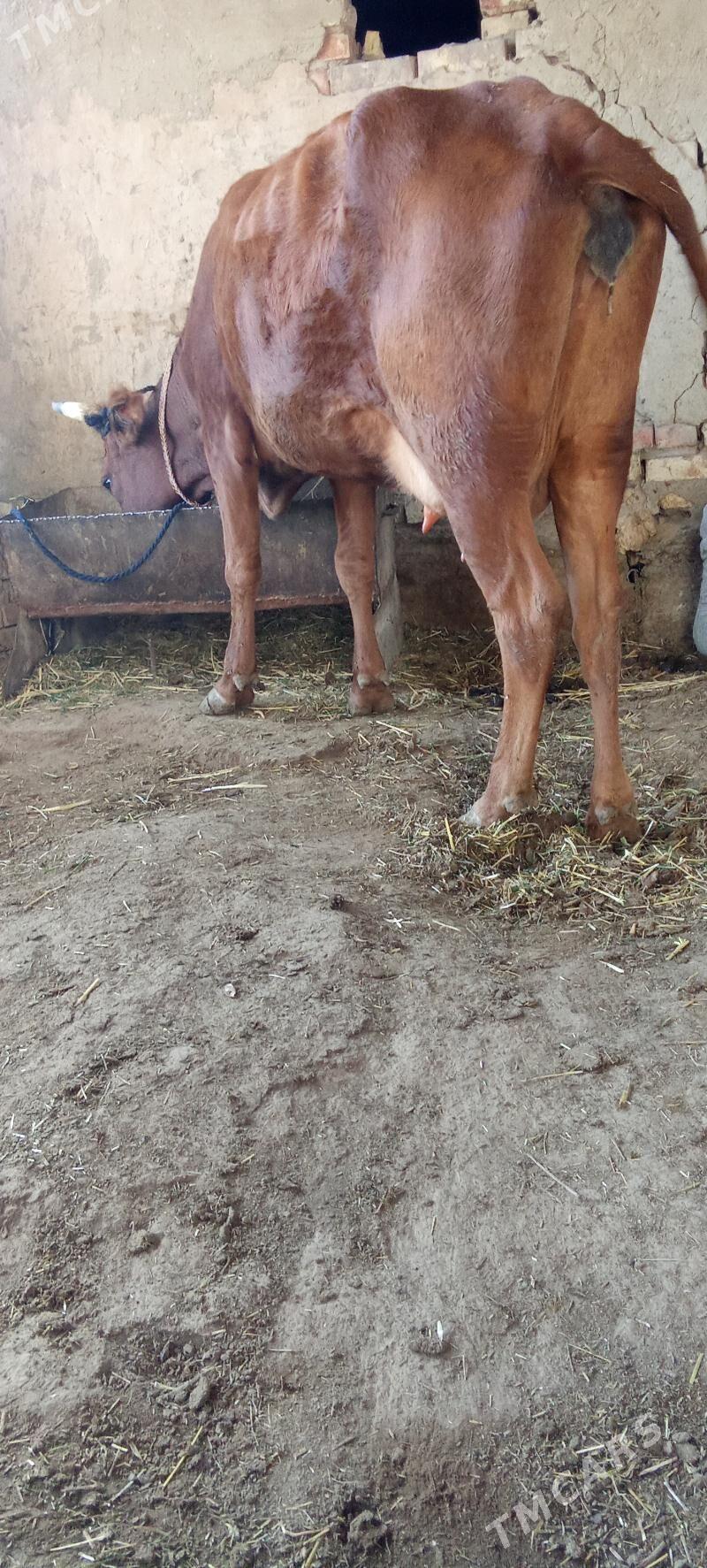 Göleli sygyr - Теджен - img 5