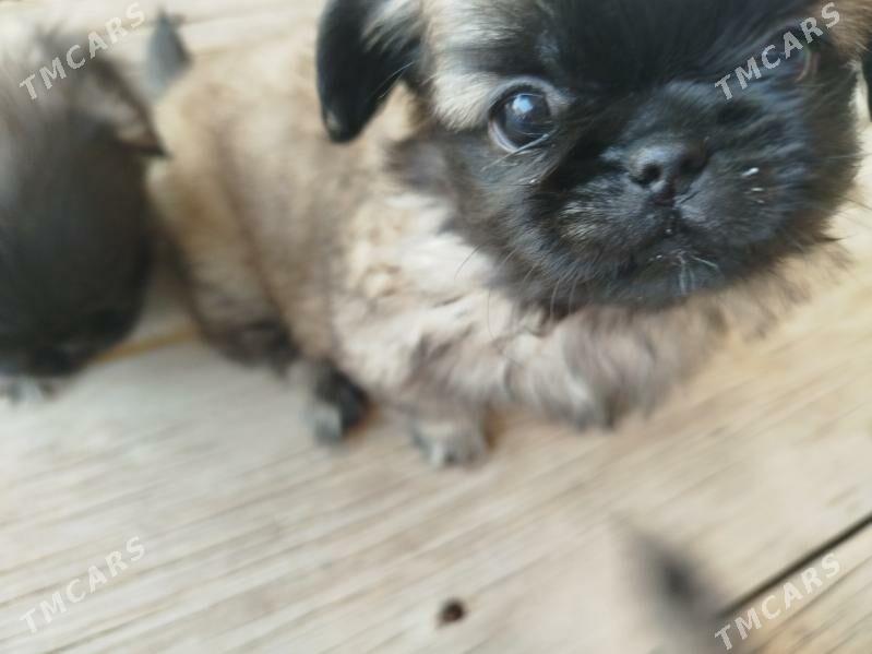 щенки пикинеса - Мары - img 3