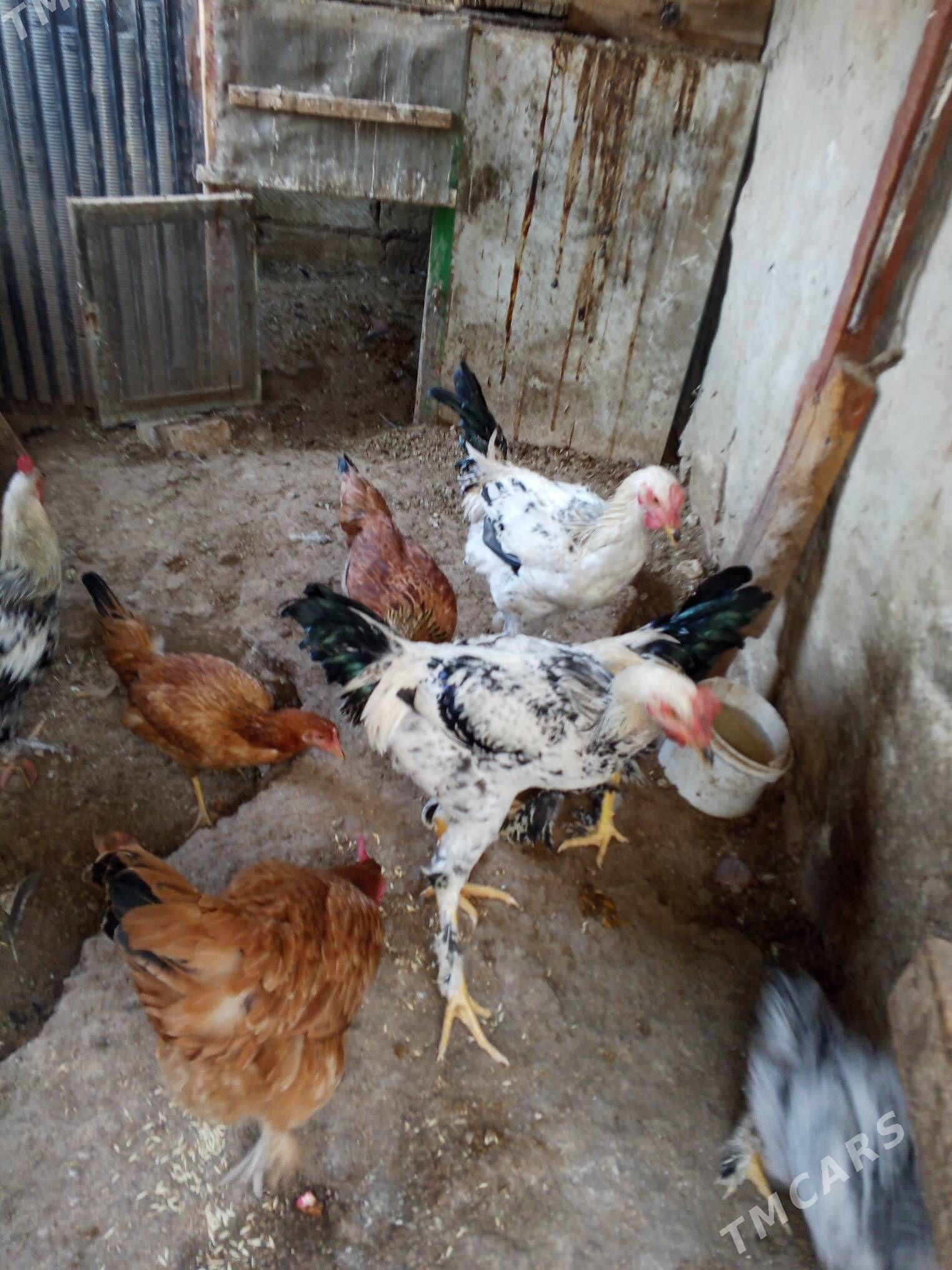 horaz - Балканабат - img 4