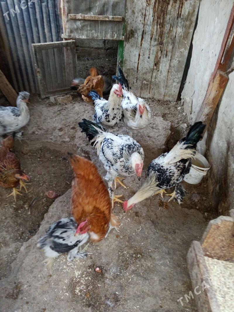 horaz - Балканабат - img 3