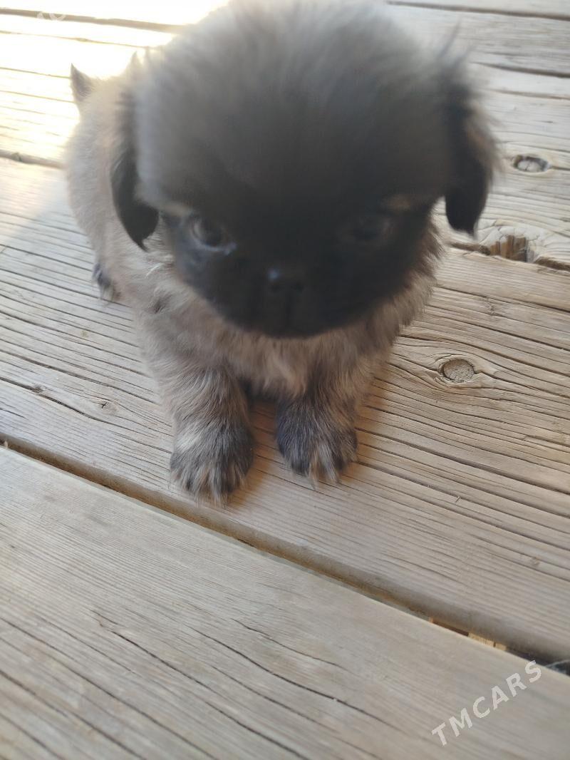 щенки пикинеса - Мары - img 5