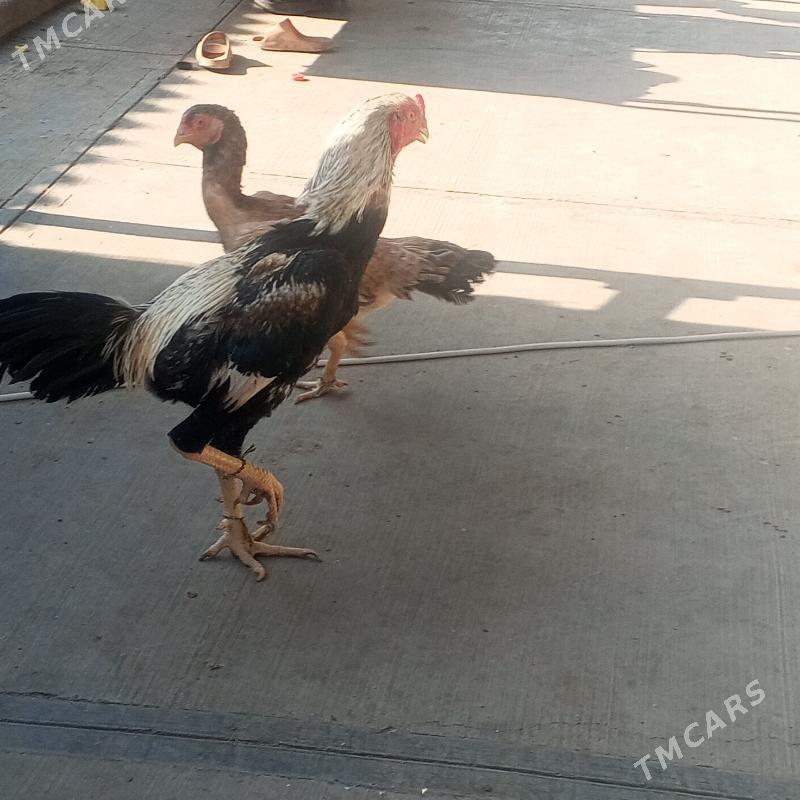 taskent horaz - Büzmeýin - img 6