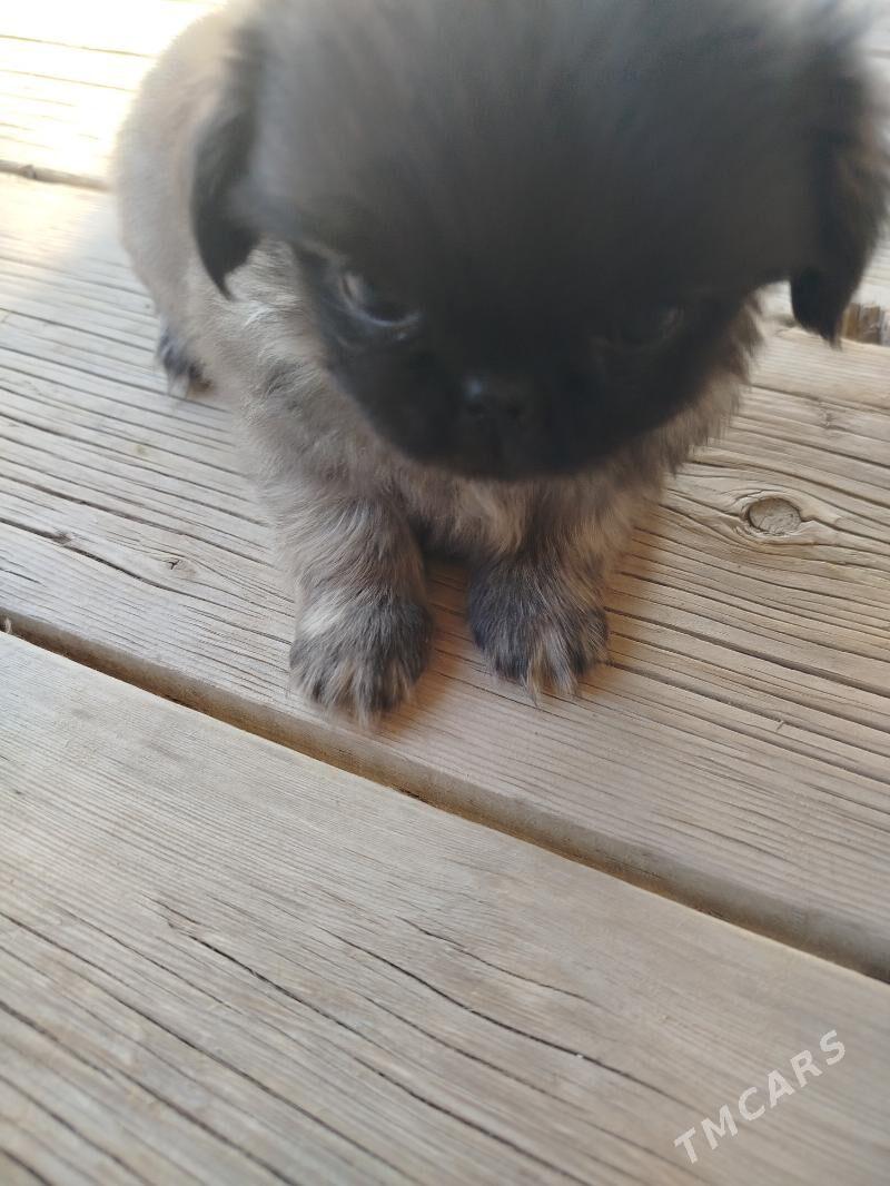 щенки пикинеса - Мары - img 4