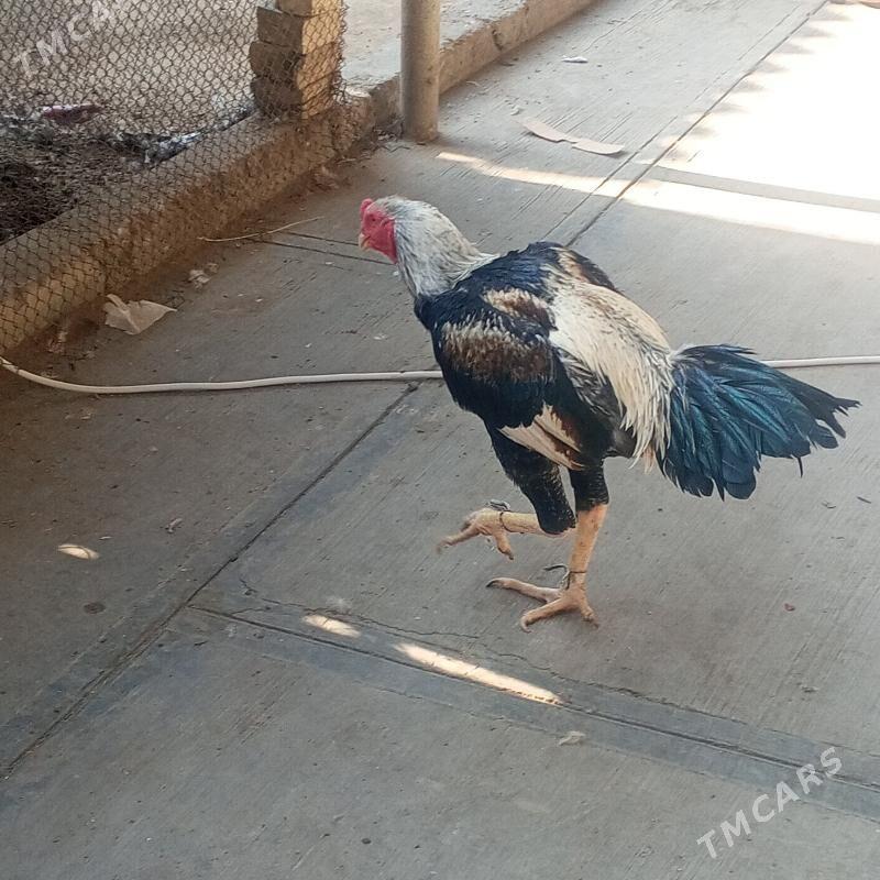 taskent horaz - Büzmeýin - img 8