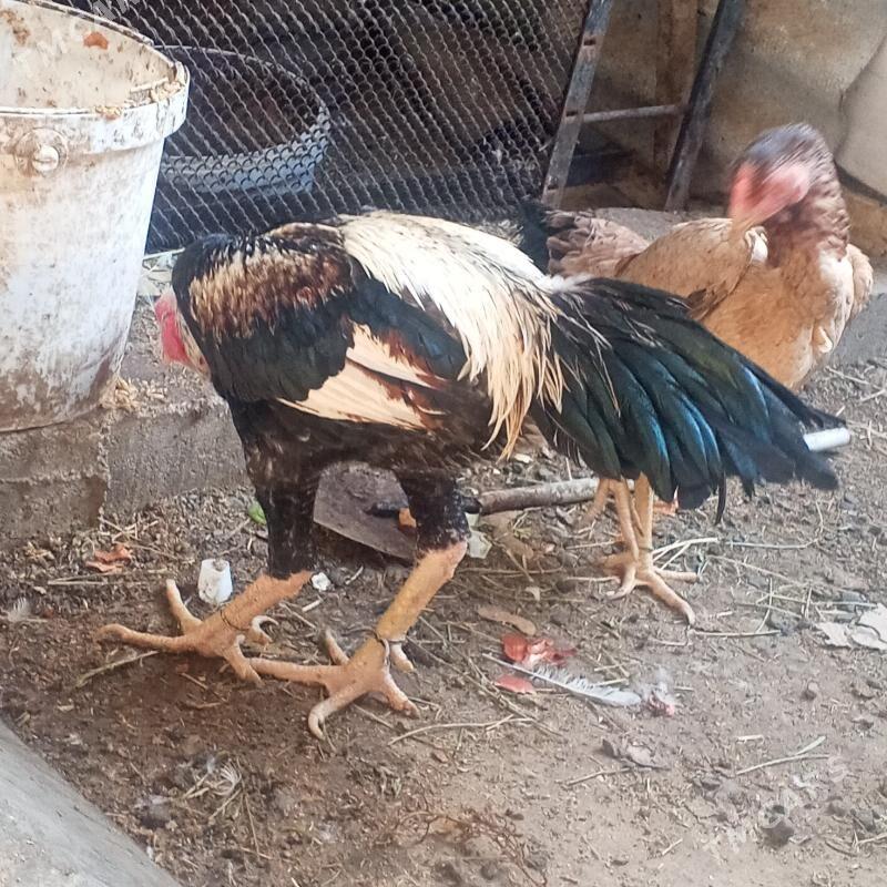 taskent horaz - Büzmeýin - img 3