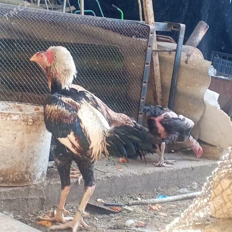 taskent horaz - Büzmeýin - img 1