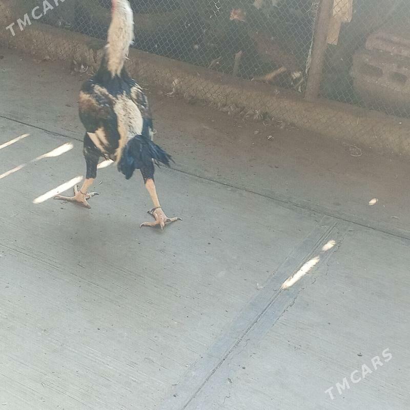 taskent horaz - Büzmeýin - img 4