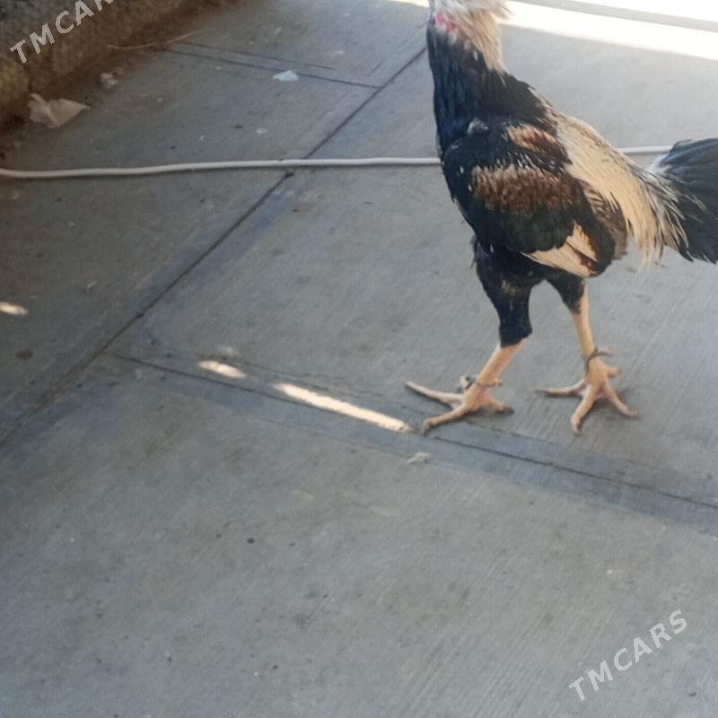 taskent horaz - Büzmeýin - img 9