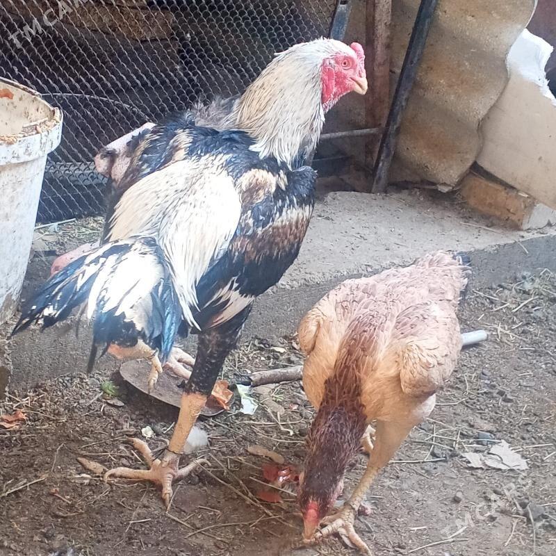 taskent horaz - Büzmeýin - img 2