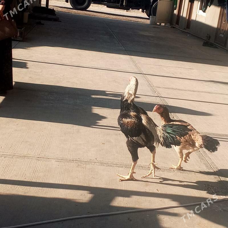 taskent horaz - Büzmeýin - img 5