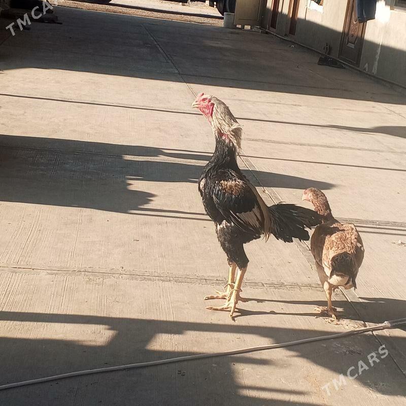 taskent horaz - Büzmeýin - img 7