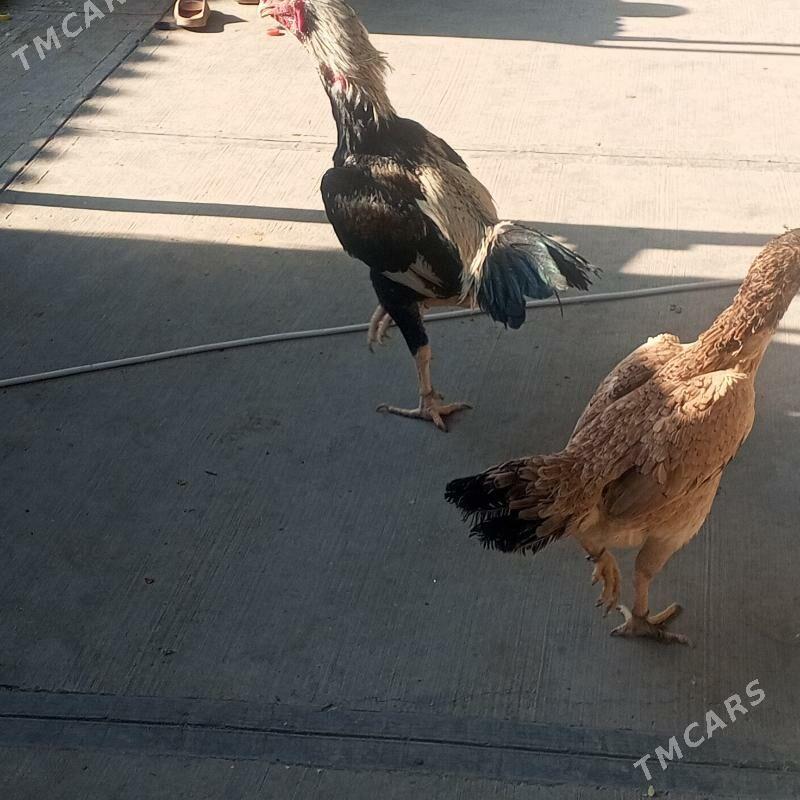 taskent horaz - Büzmeýin - img 10