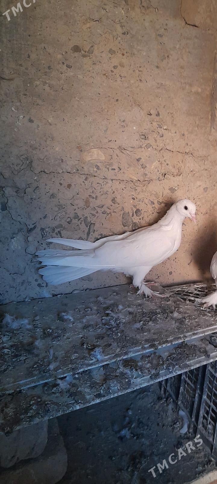 kepderi - Гызыларбат - img 2