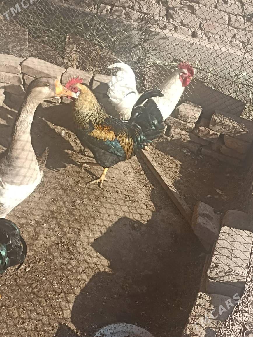 horazlar - Чарджоу - img 2