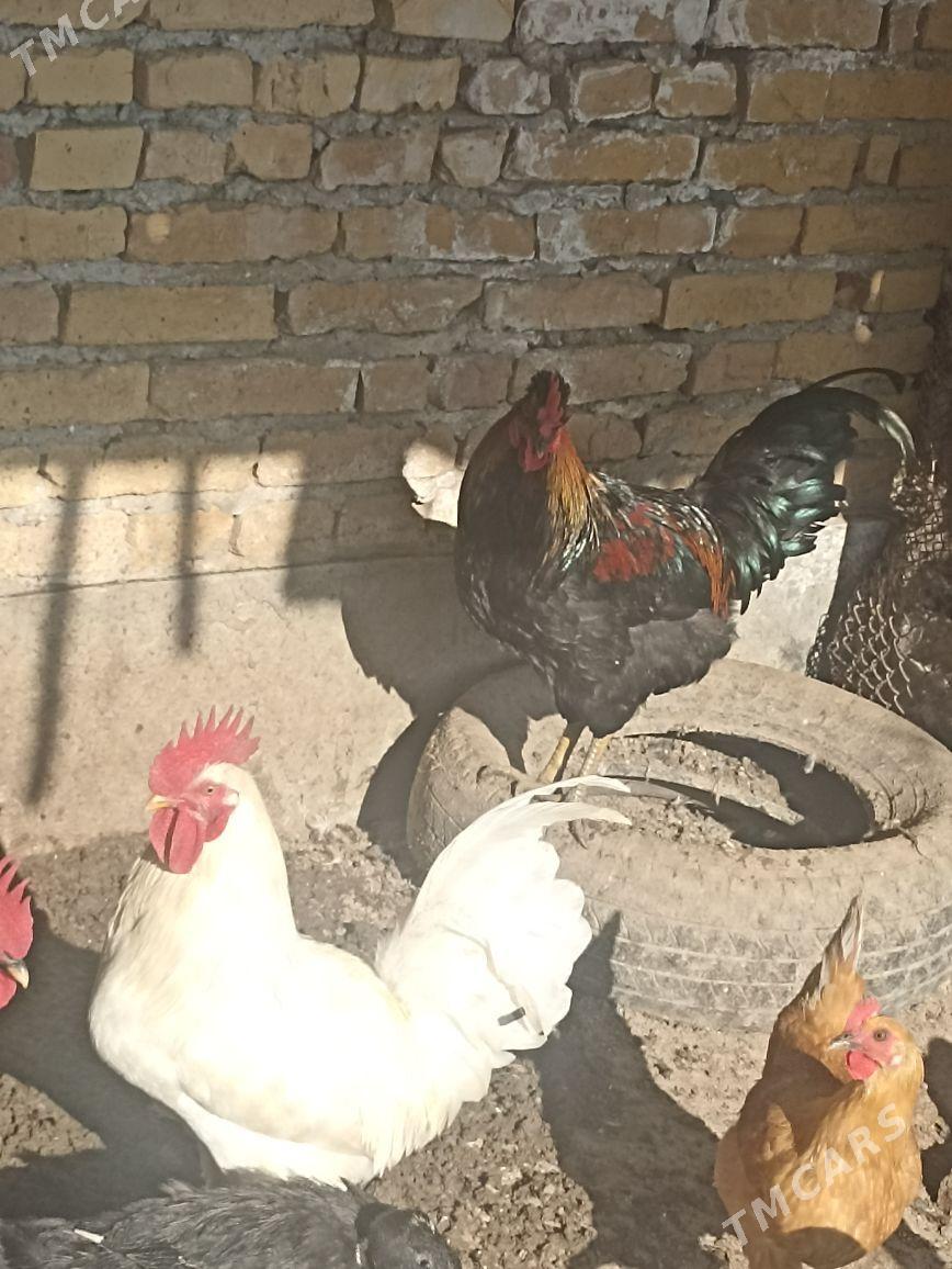 horazlar - Чарджоу - img 3