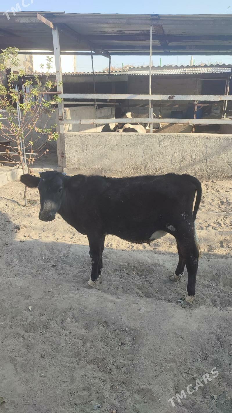 galisdein okiz - Бузмеин - img 3