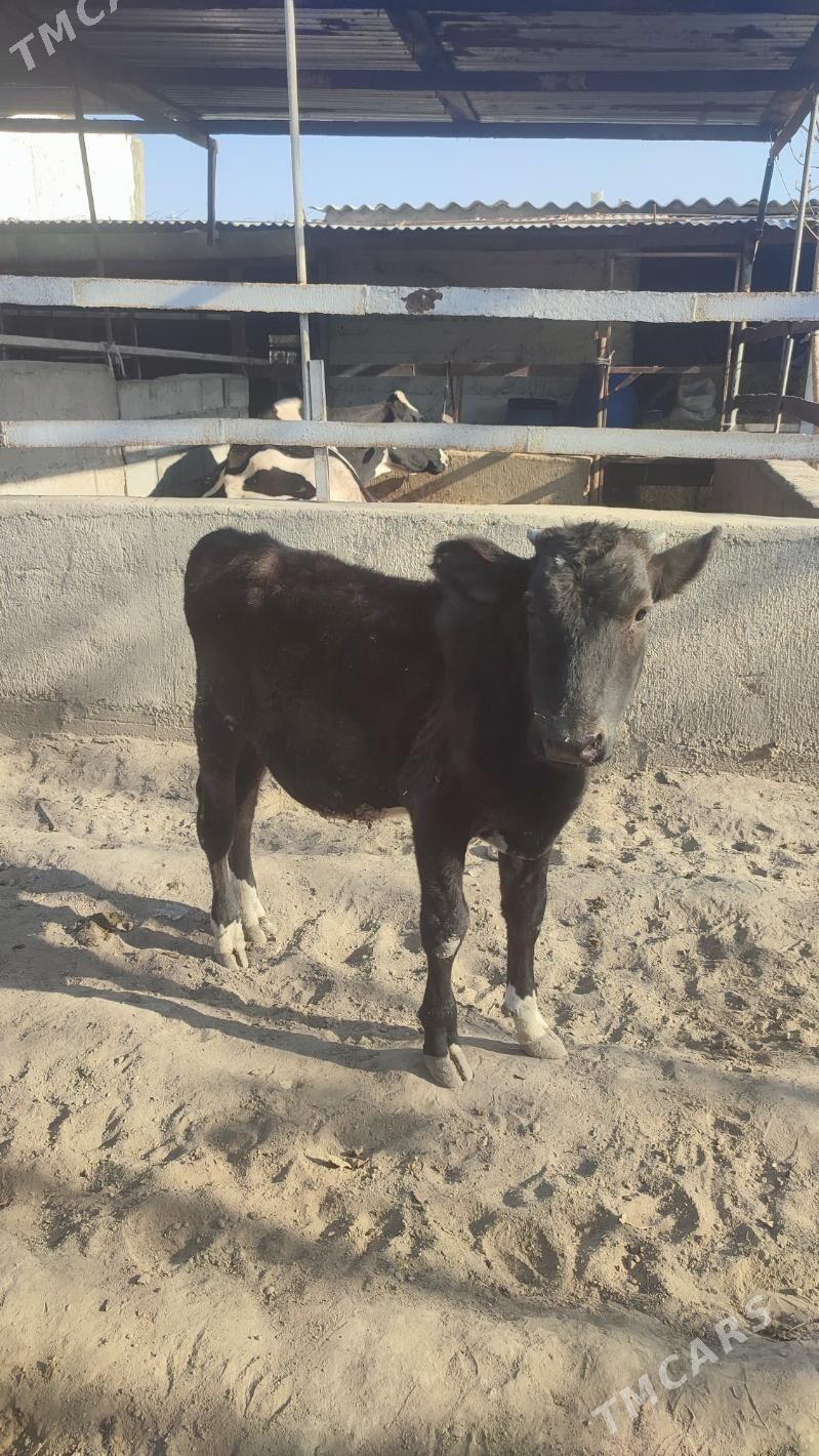 galisdein okiz - Бузмеин - img 1