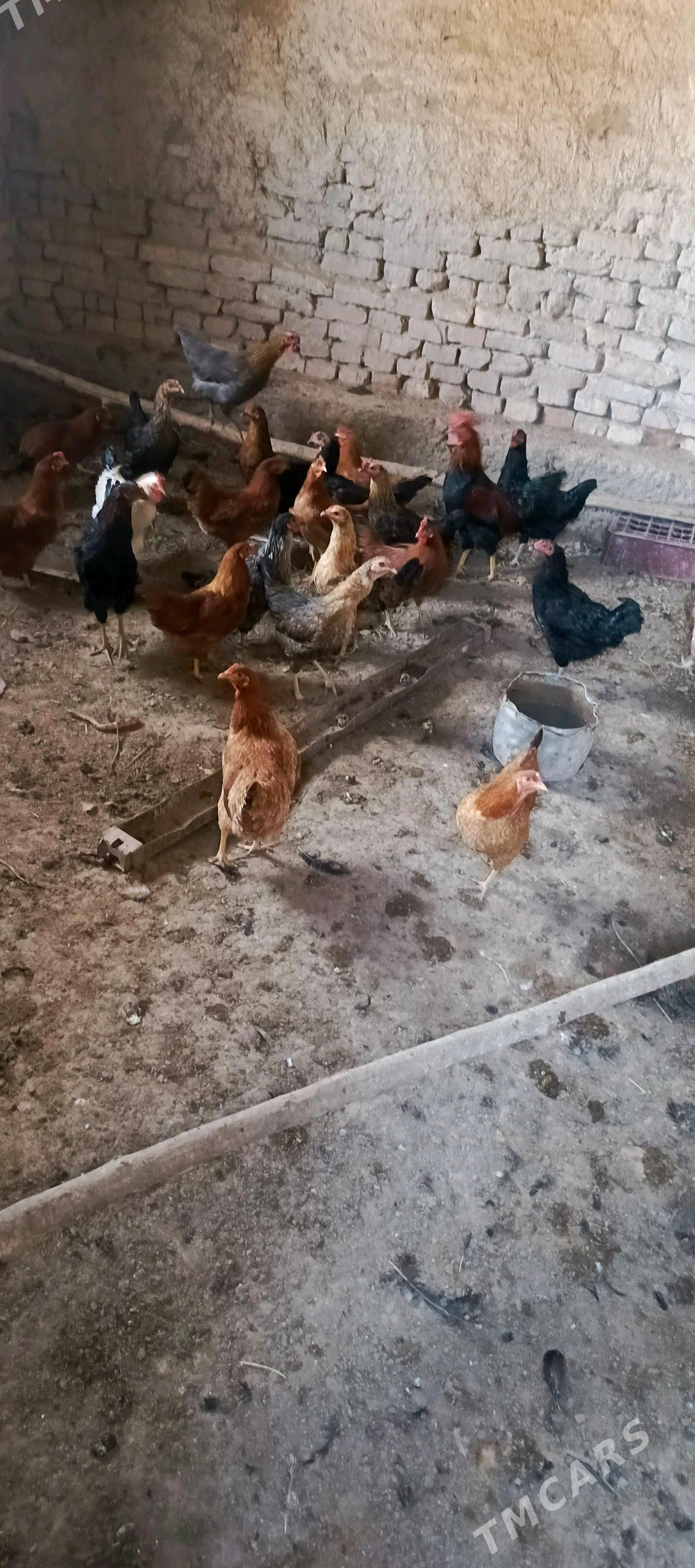 towuk - Губадаг - img 2