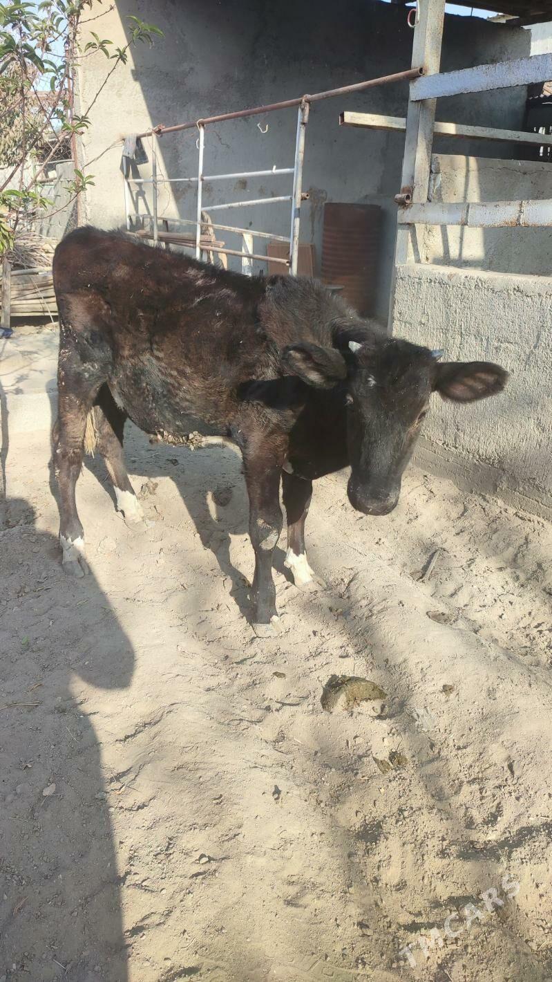 galisdein okiz - Бузмеин - img 2