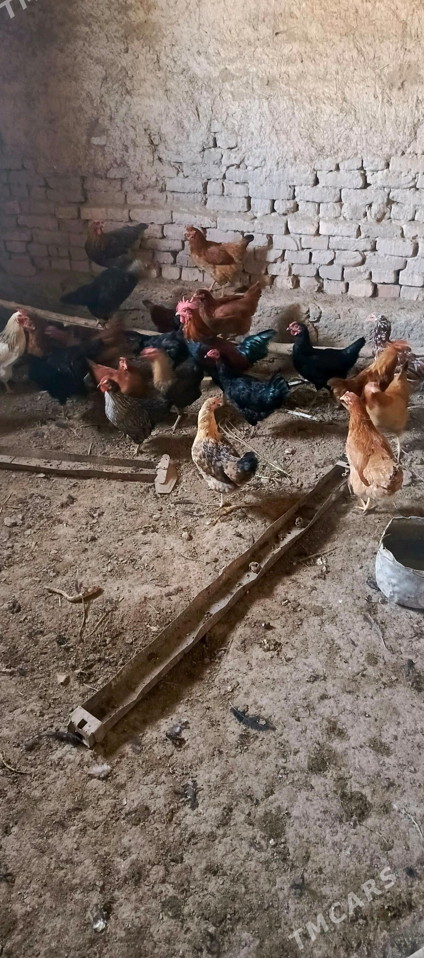 towuk - Губадаг - img 1