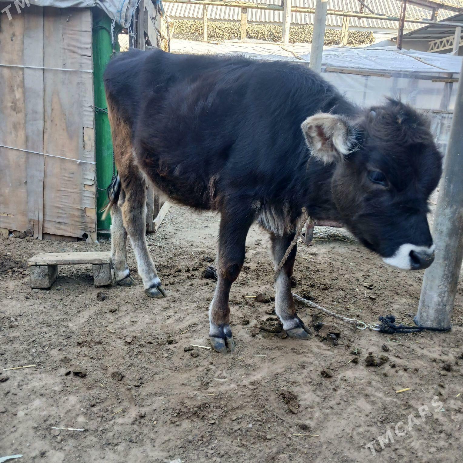 tuwe - Ашхабад - img 2