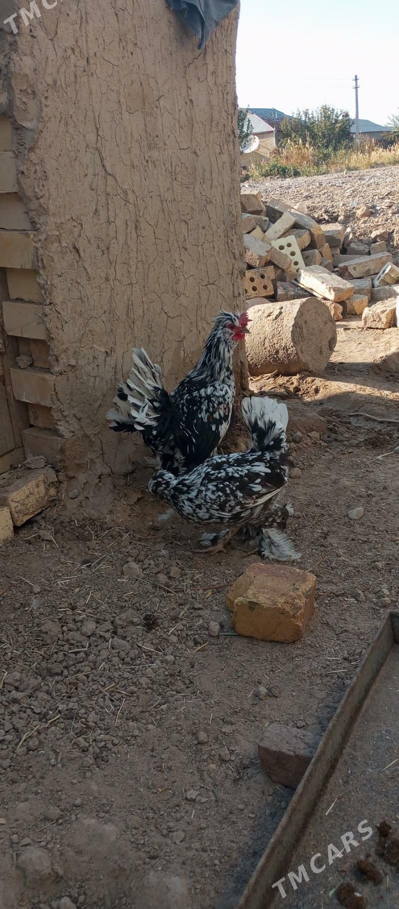 karlik towuk - Векильбазар - img 2