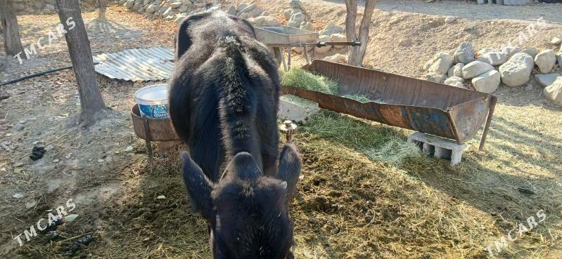 göleli sygyr - Бахарден - img 3