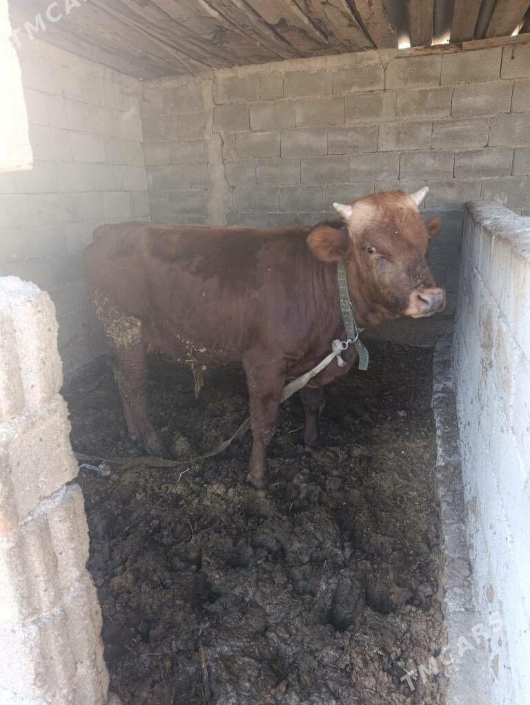 okuz - Кипджак - img 3