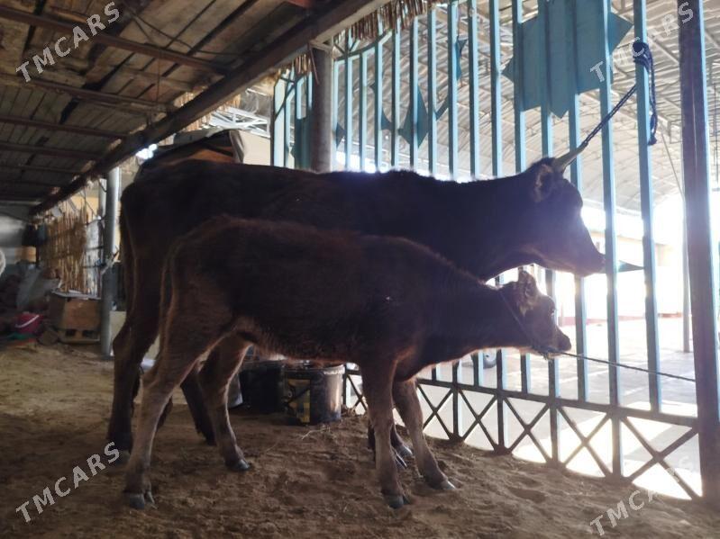 Göleli Sygyr - Хитровка - img 3