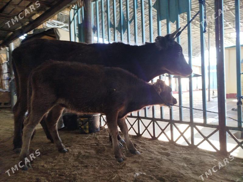 Göleli Sygyr - Хитровка - img 2