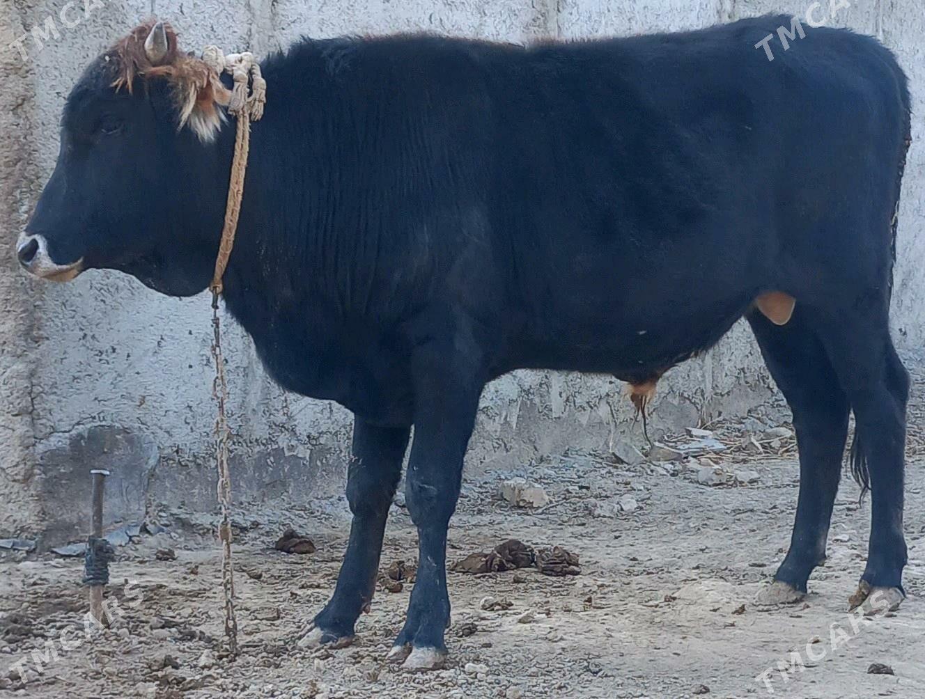 okuz - Анев - img 2