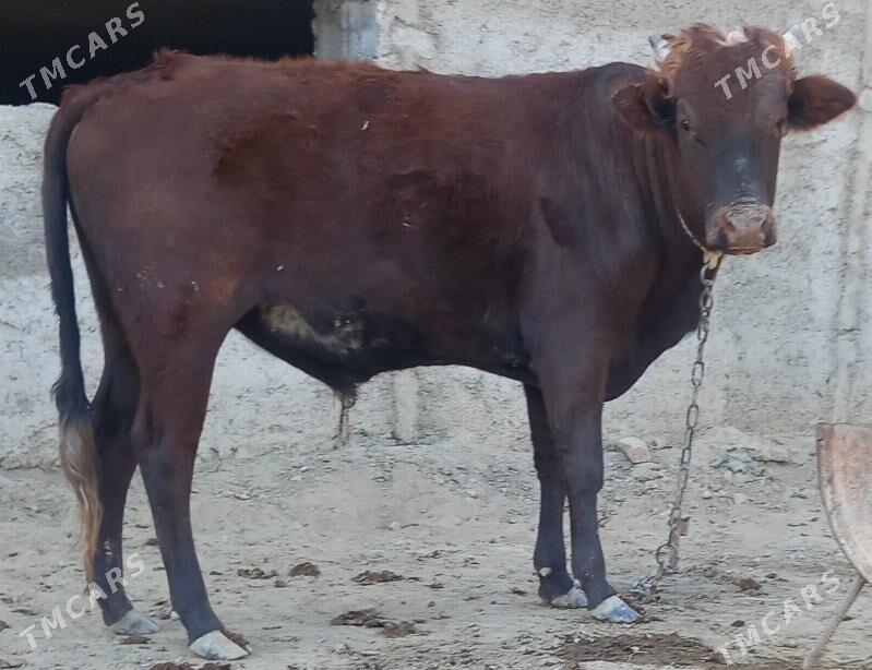 okuz - Анев - img 3