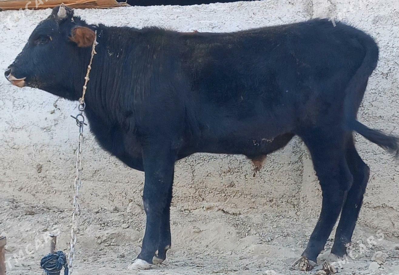 okuz - Анев - img 6