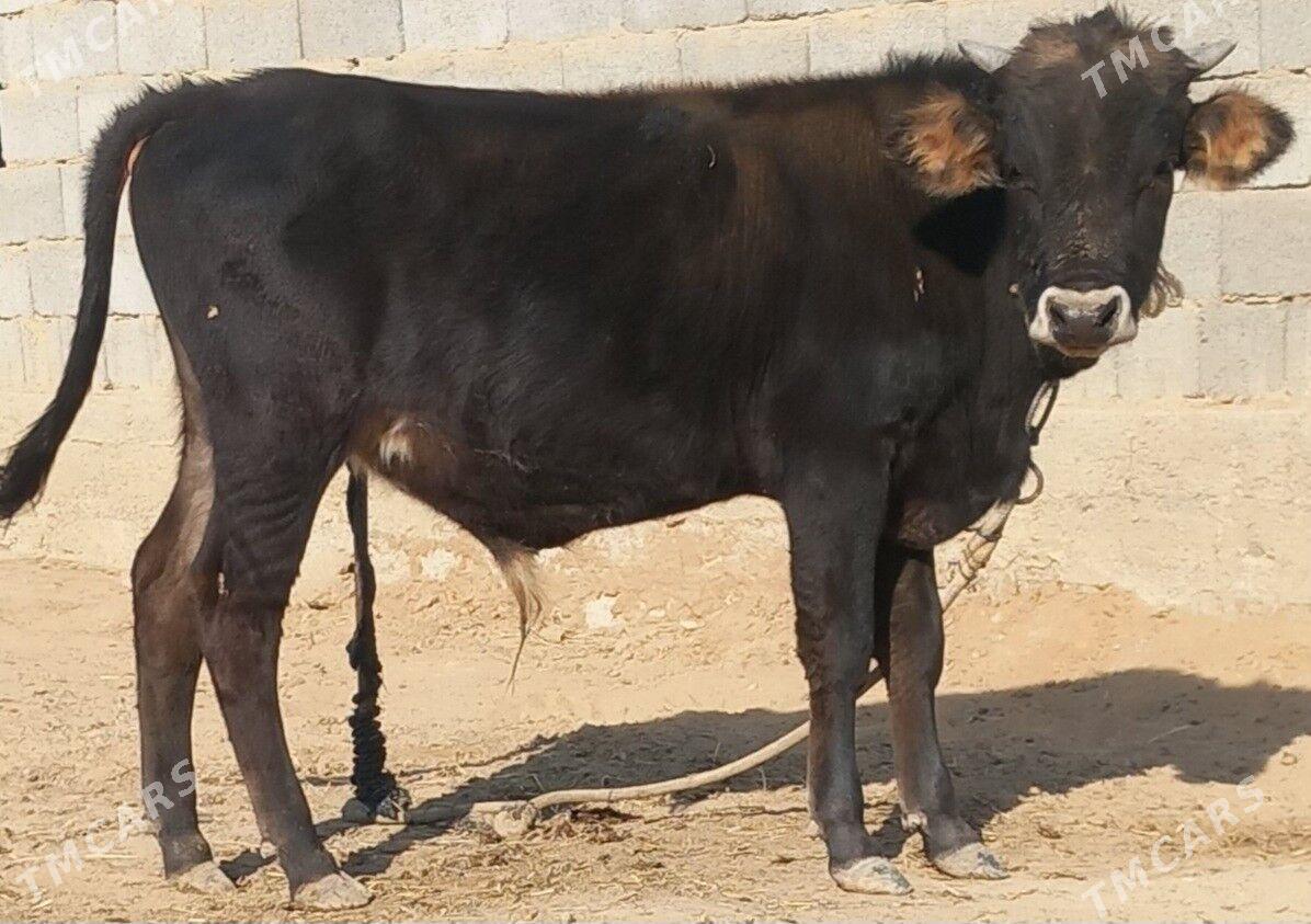 okuz - Анев - img 7