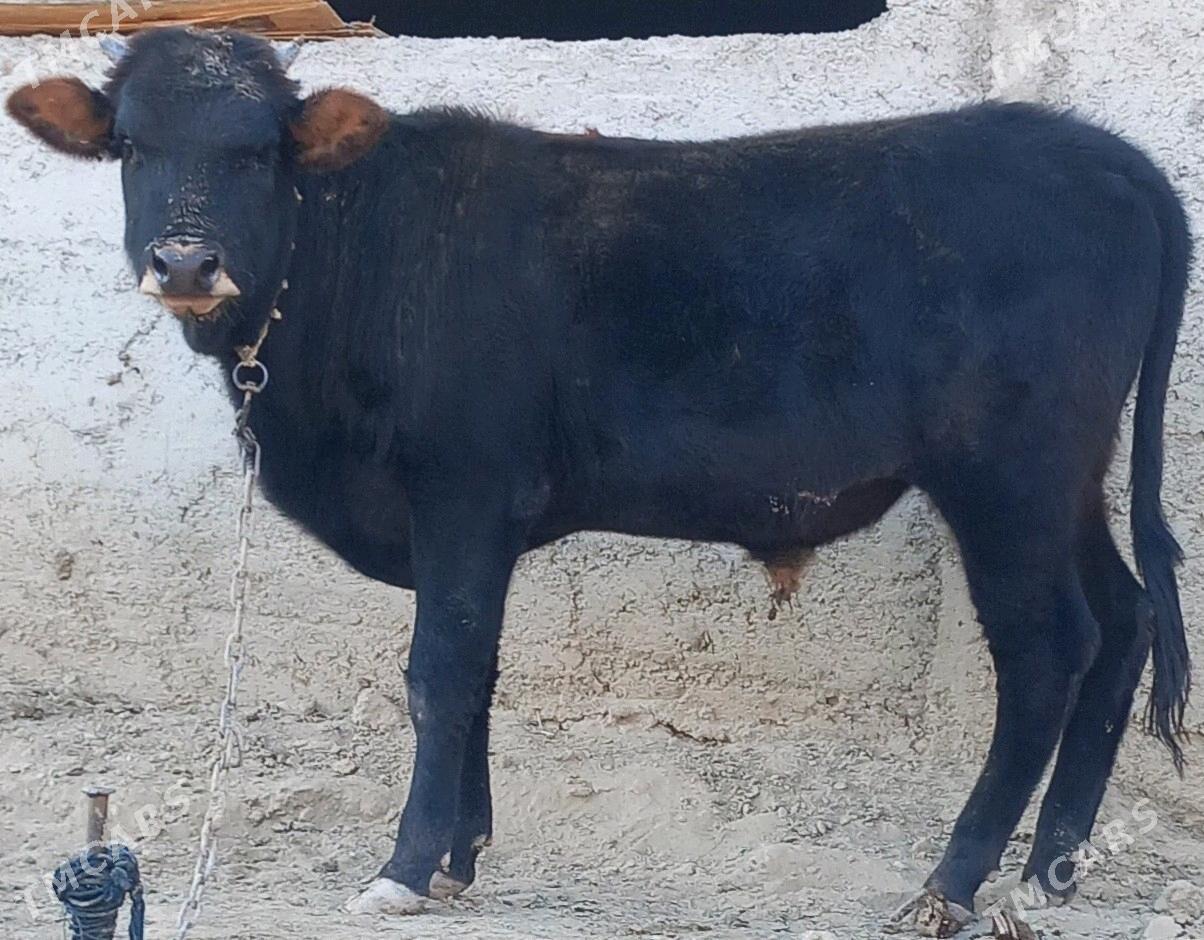 okuz - Анев - img 5