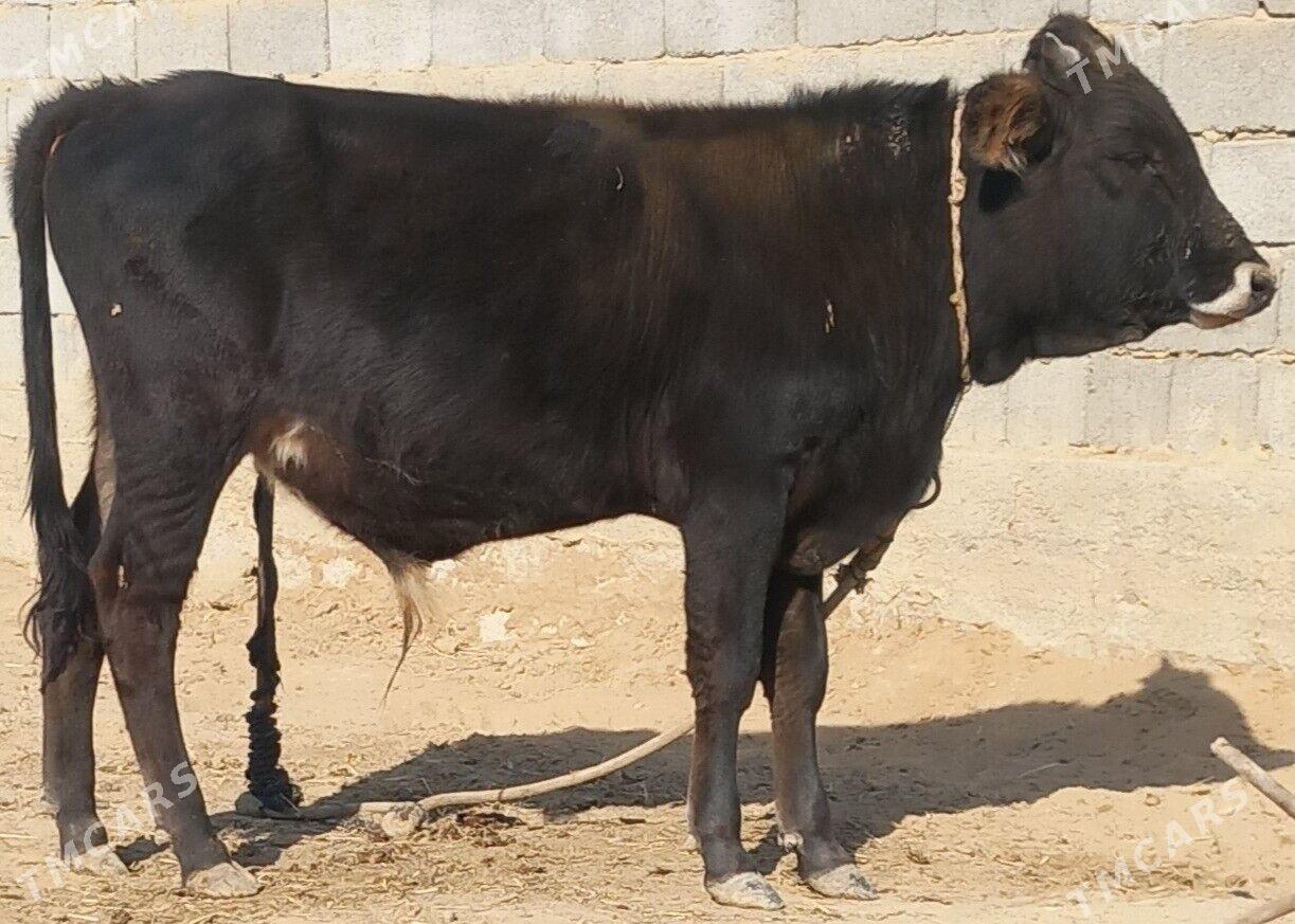 okuz - Анев - img 8