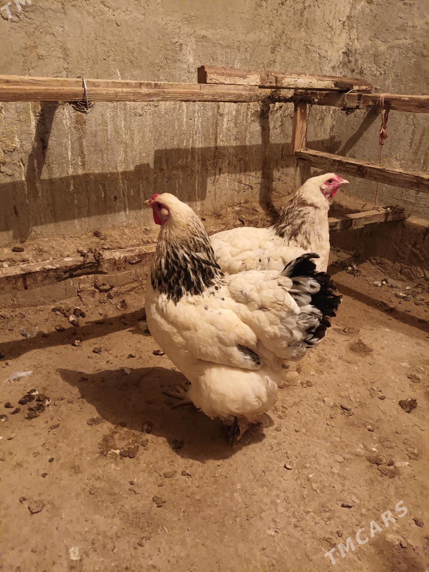 Brama towuk - Балканабат - img 2