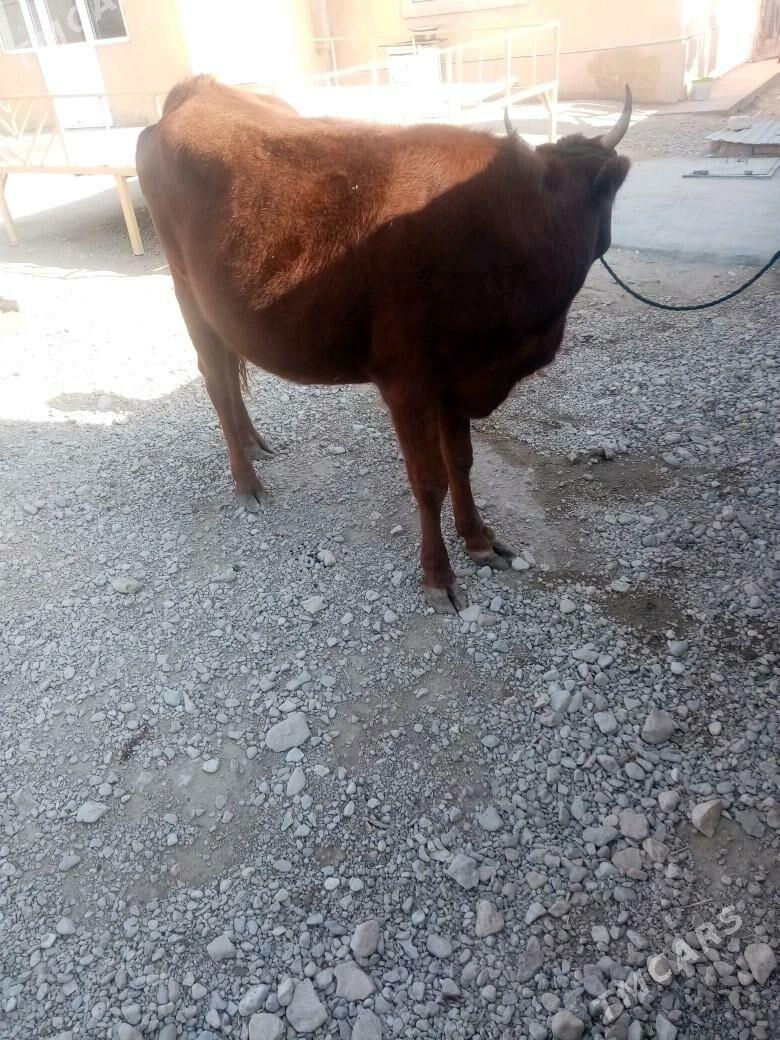 Gacar - Балканабат - img 2