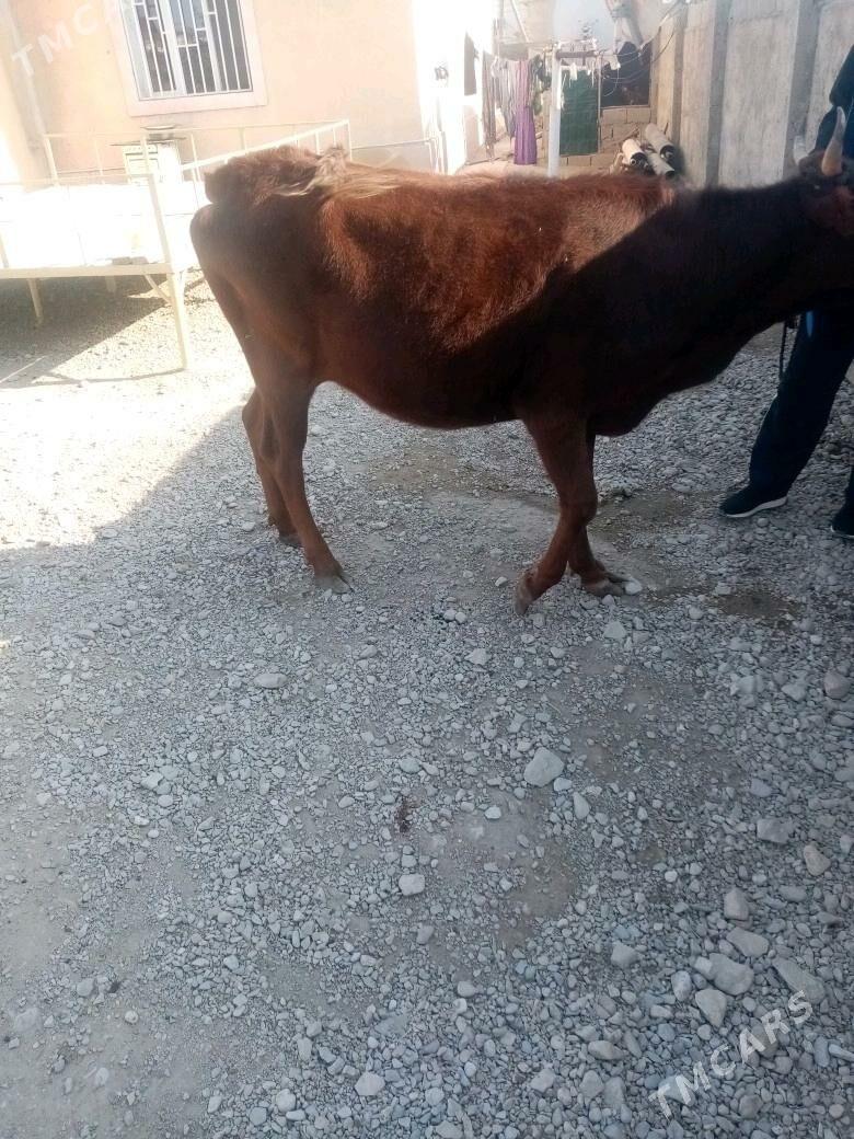 Gacar - Балканабат - img 3