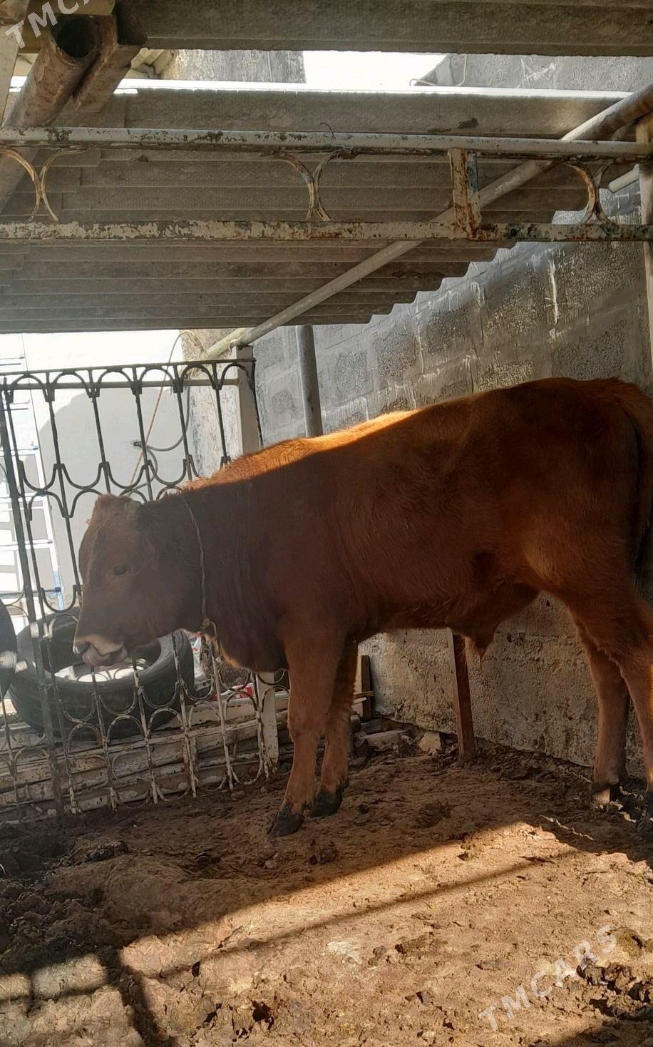 òkùz - Хитровка - img 2